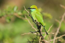 Żołna wschodnia - Merops orientalis - Green Bee-eater