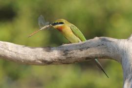 Żołna modrosterna - Merops philippinus - Blue-tailed Bee-eater