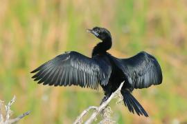 Kormoran skromny - Microcarbo niger - Little Cormorant