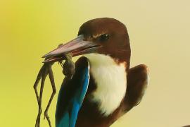 Łowiec krasnodzioby - Halcyon smyrnensis - White-breasted Kingfisher