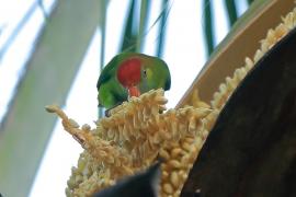 Zwisogłówka złotawa - Loriculus beryllinus - Sri Lanka Hanging Parrot