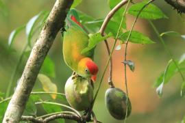 Zwisogłówka złotawa - Loriculus beryllinus - Sri Lanka Hanging Parrot