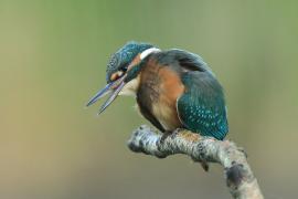 Zimorodek zwyczajny - Alcedo atthis - Common Kingfisher