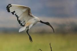 Ibis czczony - Threskiornis aethiopicus - Sacred Ibis