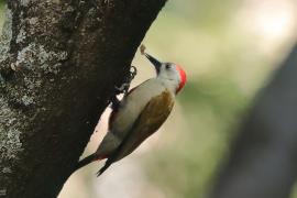 Dzięcioł szarogłowy - Mesopicos spodocephalus - Grey Woodpecker