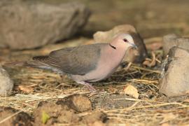 Synogarlica czerwonooka - Streptopelia semitorquata - Red-eyed Dove