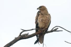 Orzeł sawannowy - Aquila rapax - Tawny Eagle