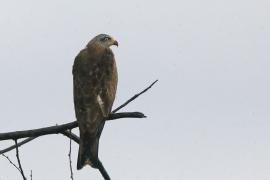 Kania czarna - Milvus migrans - Black Kite