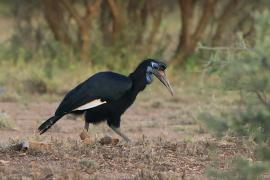 Dzioboróg abisyński - Bucorvus abyssinicus - Northern Ground Hornbill