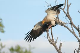 Ścierwnik - Neophron percnopterus - Egyptian Vulture