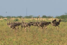 Struś szaroskóry - Sturio molybdophanes - Somali Ostrich