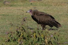 Sęp brunatny - Necrosyrtes monachus - Hooded Vulture