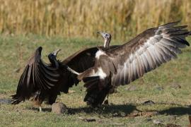 Sęp brunatny - Necrosyrtes monachus - Hooded Vulture