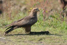 Kania czarna - Milvus migrans - Black Kite