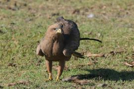 Kania czarna - Milvus migrans - Black Kite