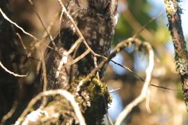 Uszatka etiopska - Asio abyssinicus - African Long-eared Owl