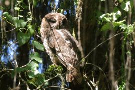 Puszczyk pręgowany - Strix woodfordii - African Wood Owl