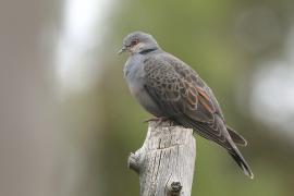 Turkawka żałobna - Streptopelia lugens - Dusky Turtle Dove