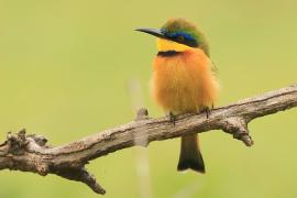 Żołna mała - Merops pusillus - Little Bee-eater
