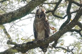 Puchacz mleczny - Bubo lacteus - Verreaux's Eagle Owl