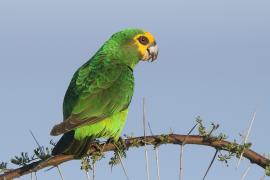 Afrykanka żółtogłowa - Poicephalus flavifrons - Yellow-fronted Parrot