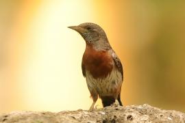 Krętogłów afrykański - Jynx ruficollis - Rufous-breasted Wryneck