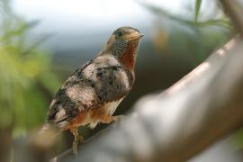 Krętogłów afrykański - Jynx ruficollis - Rufous-breasted Wryneck