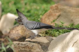 Hałaśnik białobrzuchy - Criniferoides leucogaster - White-bellied Go-away-bird