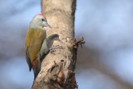 Dzięcioł szarogłowy - Mesopicos spodocephalus - Grey Woodpecker