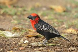 Wąsal czerwonogardły - Lybius guifsobalito - Black-billed Barbet