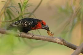 Wąsal czerwonogardły - Lybius guifsobalito - Black-billed Barbet