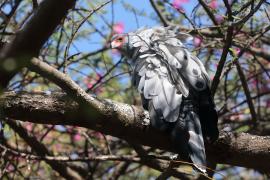 Owadożer palmowy - Polyboroides typus - African Harrier Hawk