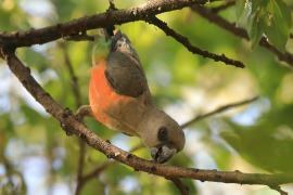 Afrykanka krasnopierśna - Poicephalus rufiventris  - Red-bellied Parrot