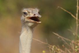Struś szaroskóry - Sturio molybdophanes - Somali Ostrich