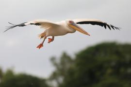 Pelikan różowy - Pelecanus onocrotalus - Great White Pelican