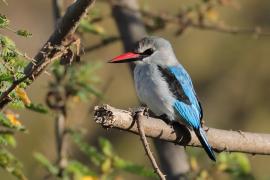 Łowiec jasny - Halcyon senegalensis - Woodland Kingfisher