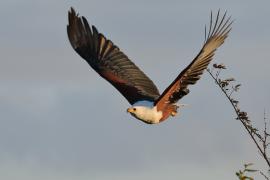 Bielik afrykański - Haliaeetus vocifer - African Fish Eagle