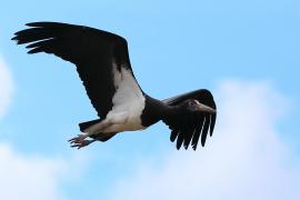 Bocian białobrzuchy - Ciconia abdimii - Abdim's Stork