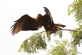 Kania egipska - Milvus migrans aegyptius - Yellow-billed Kite