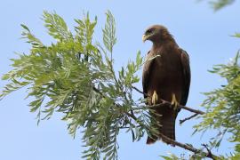 Kania egipska - Milvus migrans aegyptius - Yellow-billed Kite