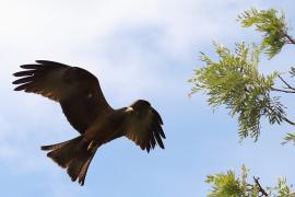 Kania egipska - Milvus migrans aegyptius - Yellow-billed Kite