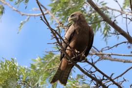 Kania egipska - Milvus migrans aegyptius - Yellow-billed Kite