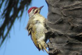 Dzięciolik kropkowany - Geocolaptes punctuligerus - Fine-spotted Woodpecker