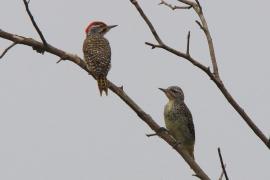 Dzięciolik moręgowany - Geocolaptes nubicus - Nubian Woodpecker