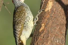 Dzięciolik złotosterny - Geocolaptes abingoni - Golden-tailed Woodpecker