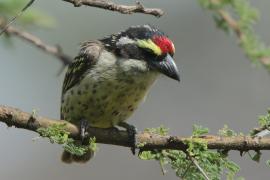 Głowaczek białogardły - Tricholaema diademata - Red-fronted Barbet