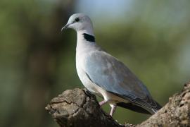 Synogarlica popielata - Streptopelia capicola - Ring-necked Dove