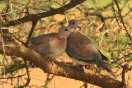 Synogarlica senegalska - Streptopelia senegalensis - Laughing Dove