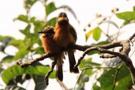 Żołna rdzawobrzucha - Merops lafresnayii oreobates - Cinnamon-chested Bee-eater