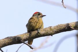 Dzięcioł jasnolicy - Dendropicos fuscescens - Cardinal Woodpecker